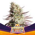 Orange Blossom (BSF Seeds) Feminiserede