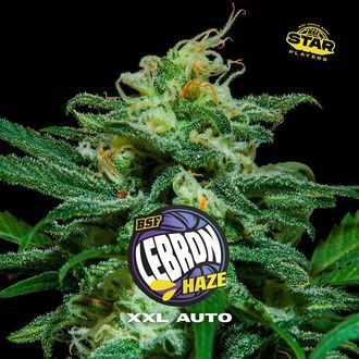 Lebron Haze XXL Auto (BSF Seeds) Feminiserede