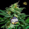 Lebron Haze XXL Auto (BSF Seeds) Feminiserede