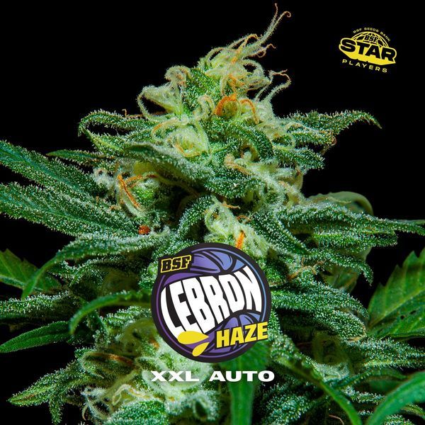 Lebron Haze XXL Auto (BSF Seeds) Feminiserede
