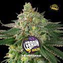 Lebron Haze (BSF Seeds) Feminiserede