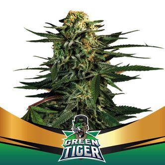 Green Tiger (BSF Seeds) feminiseret