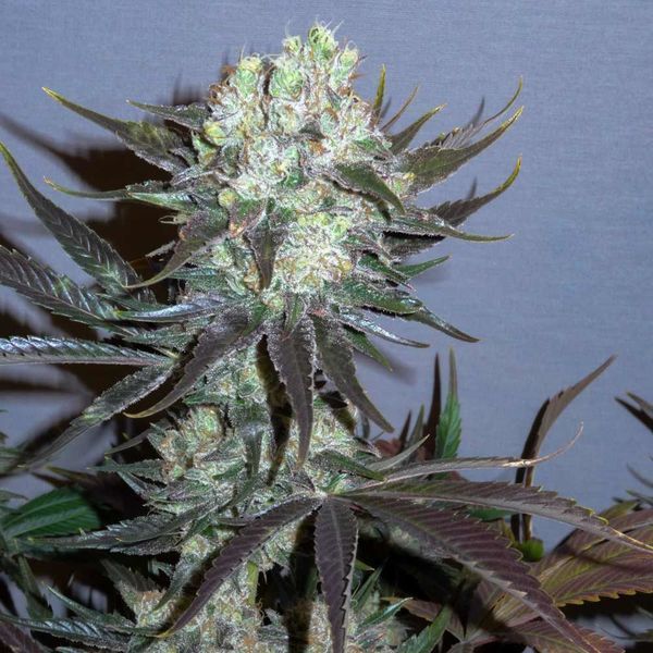 Killer Glue (Little Chief Collabs) Feminiserede