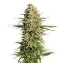 Skywalker Saga (Amsterdam Genetics) Feminiserede