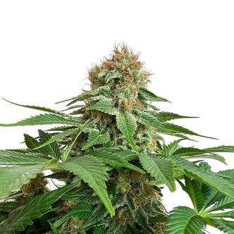 Grapefruit Superstar (Amsterdam Genetics) feminiserede cannabisfr&oslash;