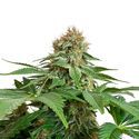 Grapefruit Superstar (Amsterdam Genetics) Feminiserede