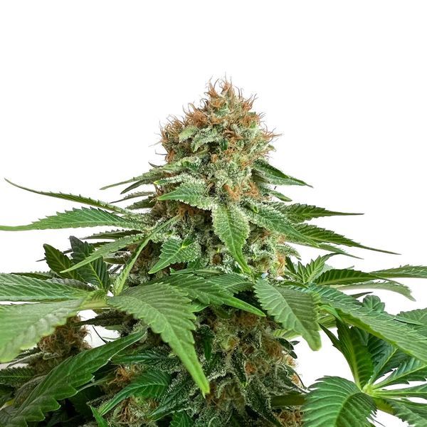 Grapefruit Superstar (Amsterdam Genetics) Feminiserede