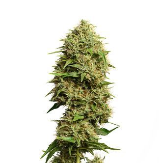Fatkid&rsquo;s Cake (Amsterdam Genetics) feminiserede