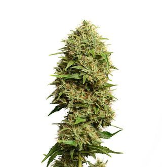 Fatkid&rsquo;s Cake (Amsterdam Genetics) Feminiserede