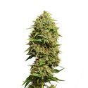 Fatkid’s Cake (Amsterdam Genetics) Feminiserede