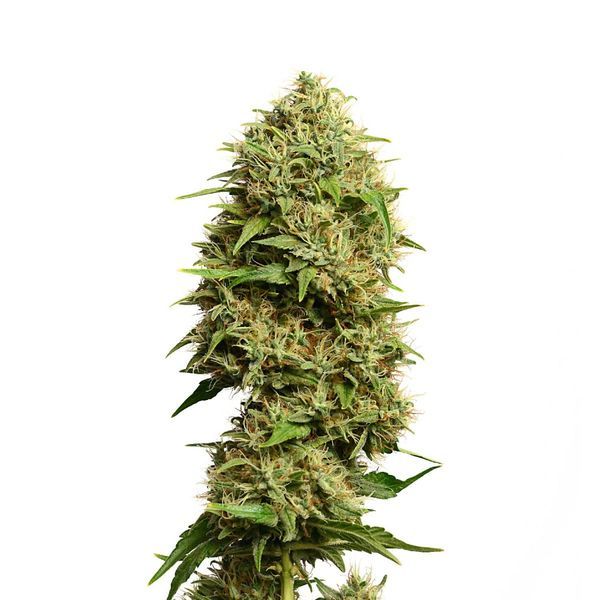Fatkid’s Cake (Amsterdam Genetics) Feminiserede