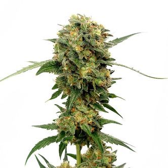 Chocolato (Amsterdam Genetics) feminiserede cannabisfr&oslash;