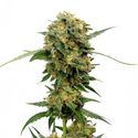 Chocolato (Amsterdam Genetics) Feminiserede