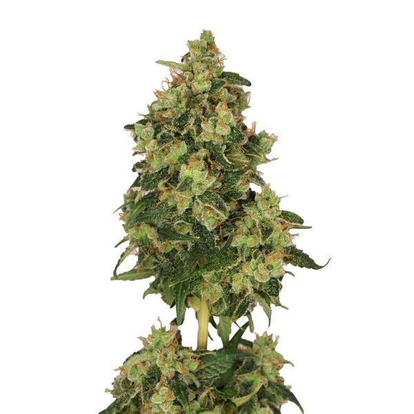 Skyrocket (Amsterdam Genetics) Feminiserede