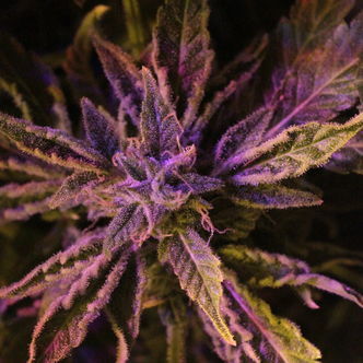 Doctor's Choice 1 (Doctor's Choice) feminiseret
