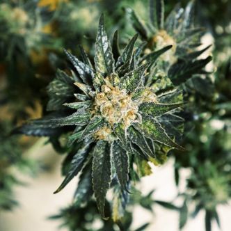 DC Kush (Doctor's Choice) feminiserede cannabisfr&oslash;