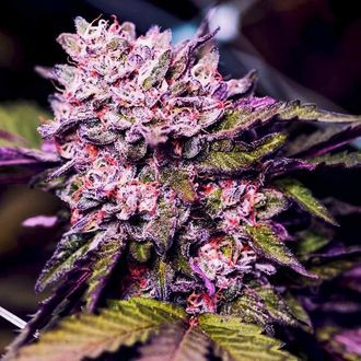 Gelato (Nirvana) Feminiserede