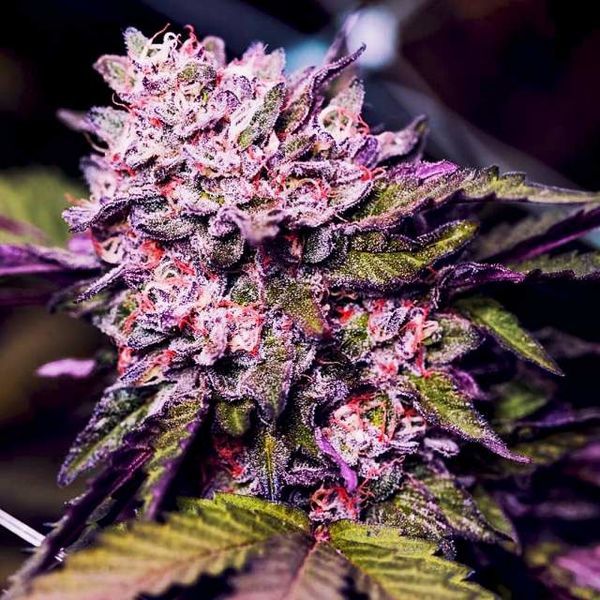 Gelato (Nirvana) Feminiserede