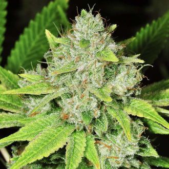 Auto Original Glue (Nirvana) Feminiserede