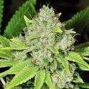 Auto Original Glue (Nirvana) Feminiserede