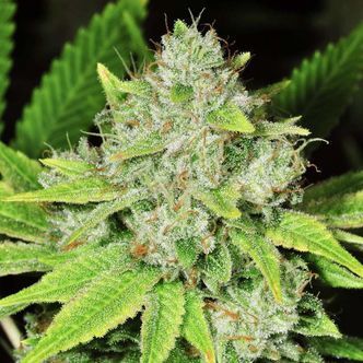 Original Glue (Nirvana) feminiserede cannabisfr&oslash;
