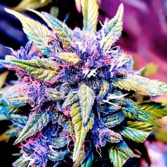 Blackberry Rocks (BSB Genetics) feminiserede