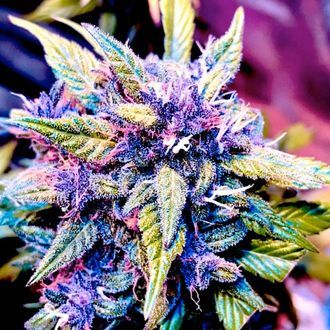Blackberry Nuggets (BSB Genetics) Feminiserede