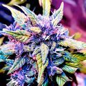Blackberry Nuggets (BSB Genetics) Feminiserede