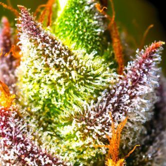 Mimosa (BSB Genetics) feminiserede cannabisfr&oslash;