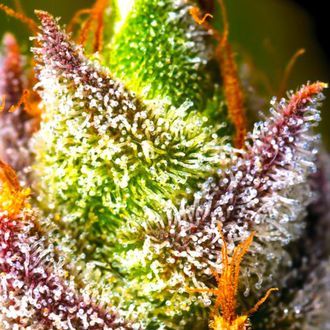 Mimosa (BSB Genetics) Feminiserede