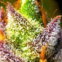 Mimosa (BSB Genetics) Feminiserede