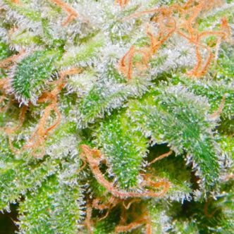 The Runtz (BSB Genetics) feminiserede cannabisfr&oslash;