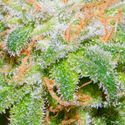 The Runtz (BSB Genetics) Feminiserede