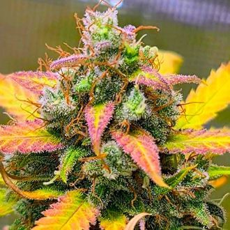 Strawberry Banana (BSB Genetics) Feminiserede