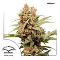 CBG-Force (Dutch Passion) Feminiserede