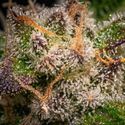 Runtz Autoflower (Zamnesia Seeds) Feminiserede