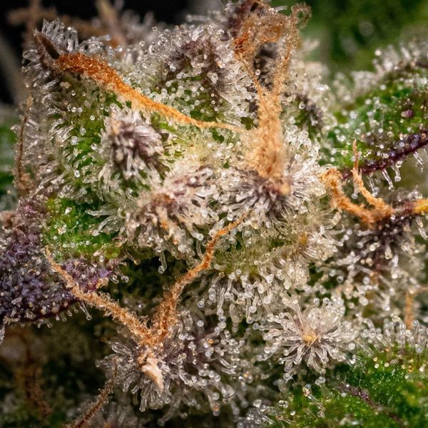 Runtz Autoflower (Zamnesia Seeds) Feminiserede