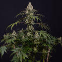 Runtz Autoflower (Zamnesia Seeds) Feminiserede