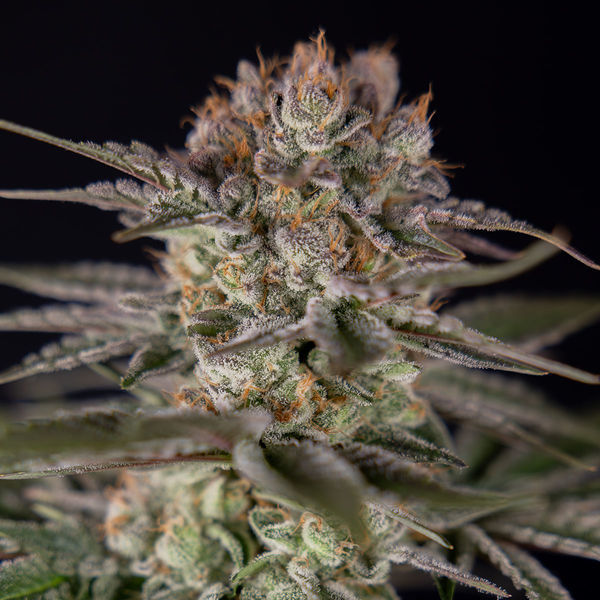 Runtz Autoflower (Zamnesia Seeds) Feminiserede