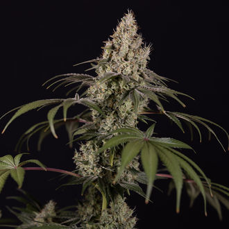 Runtz Autoflower (Zamnesia Seeds) Feminiserede