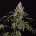 Runtz Autoflower (Zamnesia Seeds) Feminiserede