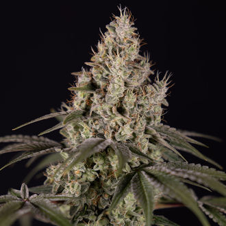 Runtz Autoflower (Zamnesia Seeds) Feminiserede
