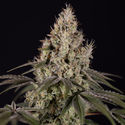 Runtz Autoflower (Zamnesia Seeds) Feminiserede