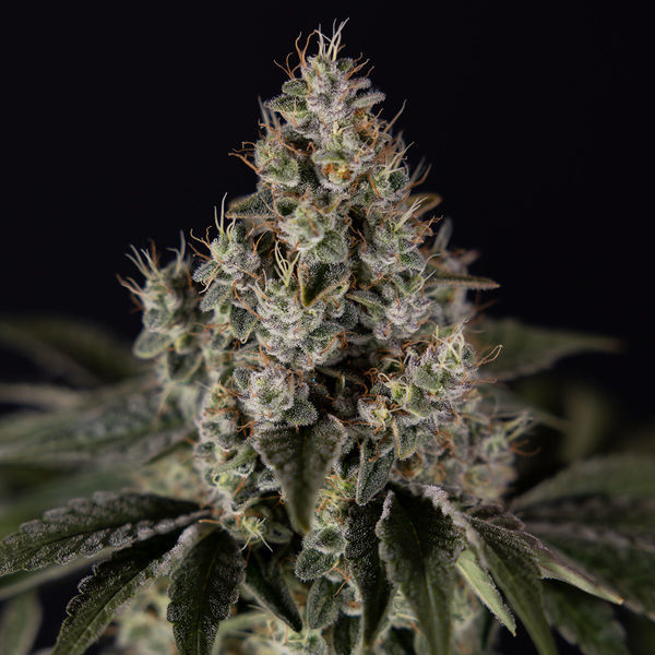 Runtz Autoflower (Zamnesia Seeds) Feminiserede