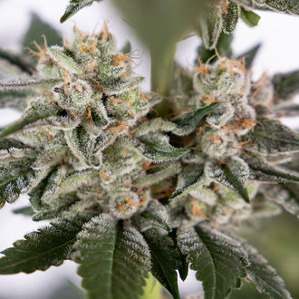 Runtz Autoflower (Zamnesia Seeds) Feminiserede