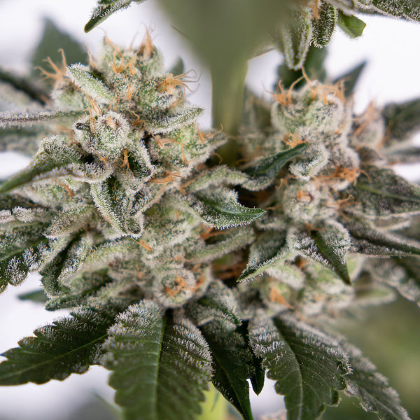 Runtz Autoflower (Zamnesia Seeds) Feminiserede