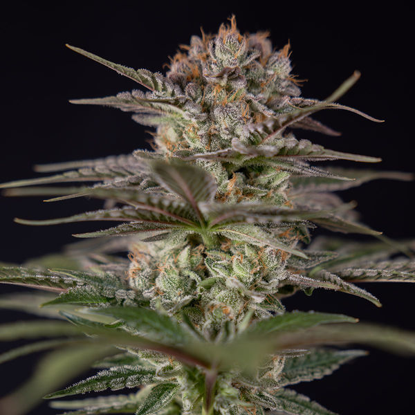 Runtz Autoflower (Zamnesia Seeds) Feminiserede