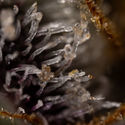 Runtz Autoflower (Zamnesia Seeds) Feminiserede