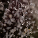 Runtz Autoflower (Zamnesia Seeds) Feminiserede