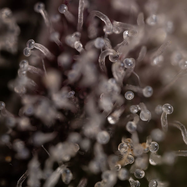 Runtz Autoflower (Zamnesia Seeds) Feminiserede